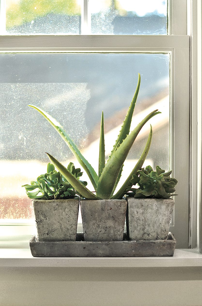 Succulents on Karen's kitchen window sill