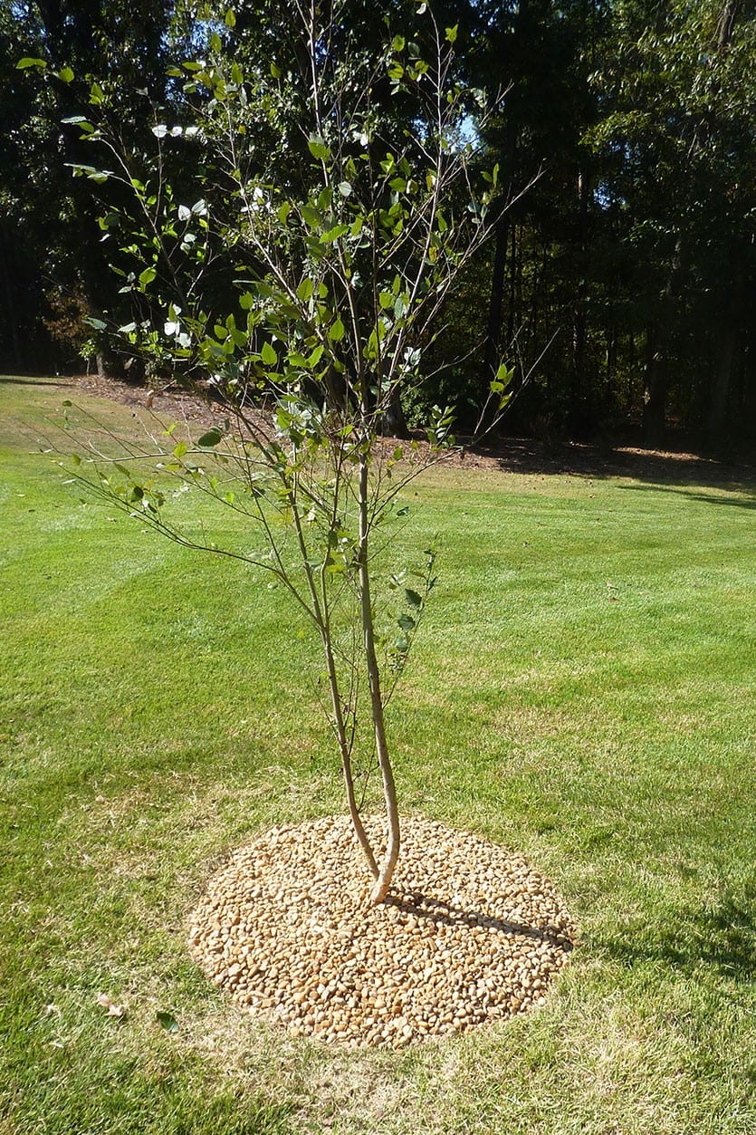 How to Install the High Gate Rubber Tree Ring from Ballard Designs