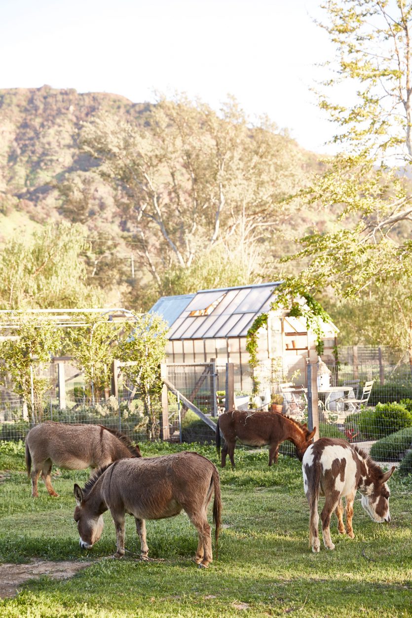 Farm animals at Brooke and Steve Giannetti's Patina Farm