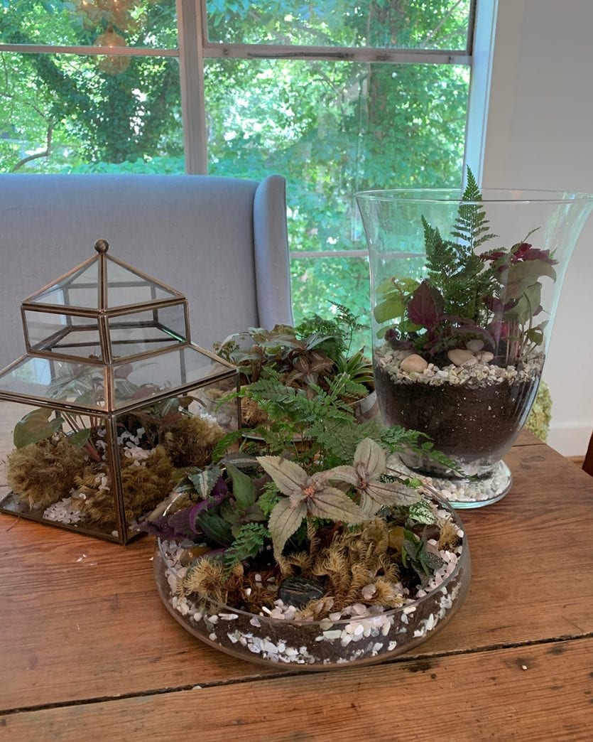 Three open terrariums