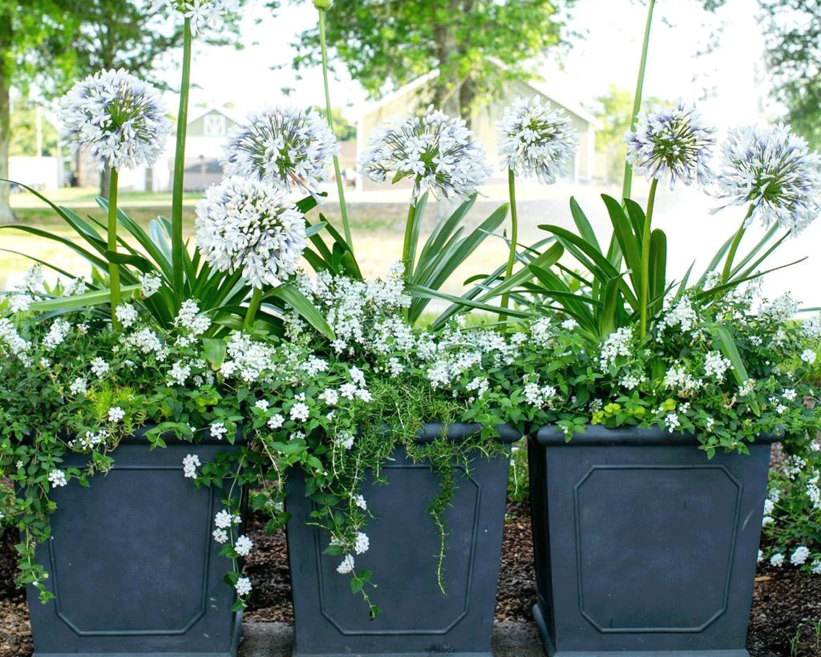 Container garden by Carmen Johnston